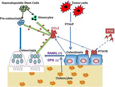 CCL2/Monocyte Chemoattractant Protein 1 and Parathyroid Hormone Action on Bone